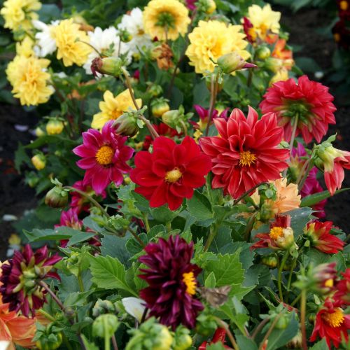 Mixed Color Flower seeds blooming in flower beds, containers, borders, and pollinator-friendly gardens