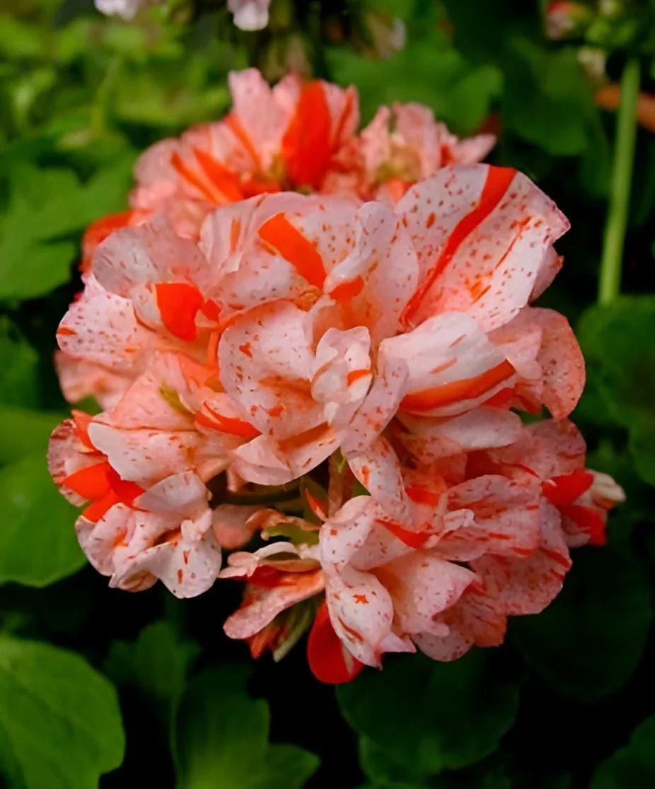 Orange White Geraniums Flower seeds blooming in flower beds, containers, borders, and pollinator-friendly gardens
