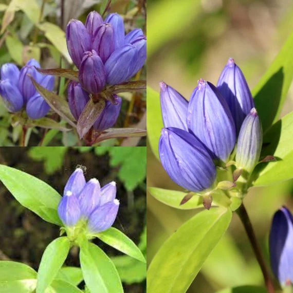 Gentian Flower seeds blooming in flower beds, containers, borders, and pollinator-friendly gardens