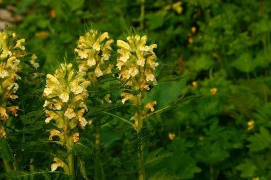 Yellow Pedicularis Lanceolata Flower seeds for Planting - Sun Loving, Heirloom & GMO Free Seeds for Home Garden
Sale seeds for planting in home garden
