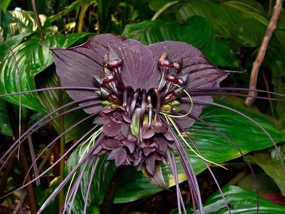 Black Tacca Chantrieri Flower seeds for Planting - Premium Quality, Heirloom & GMO Free Seeds for Home Garden
Sale seeds for planting in home garden