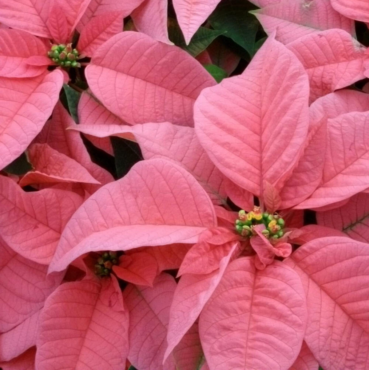 Light Pink Euphorbia Pulcherrima Flower seeds blooming in flower beds, containers, borders, and pollinator-friendly gardens