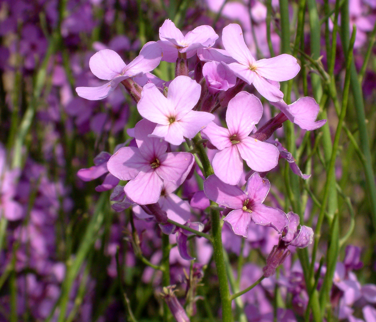Hesperis Matronalis Flower seeds blooming in flower beds, containers, borders, and pollinator-friendly gardens