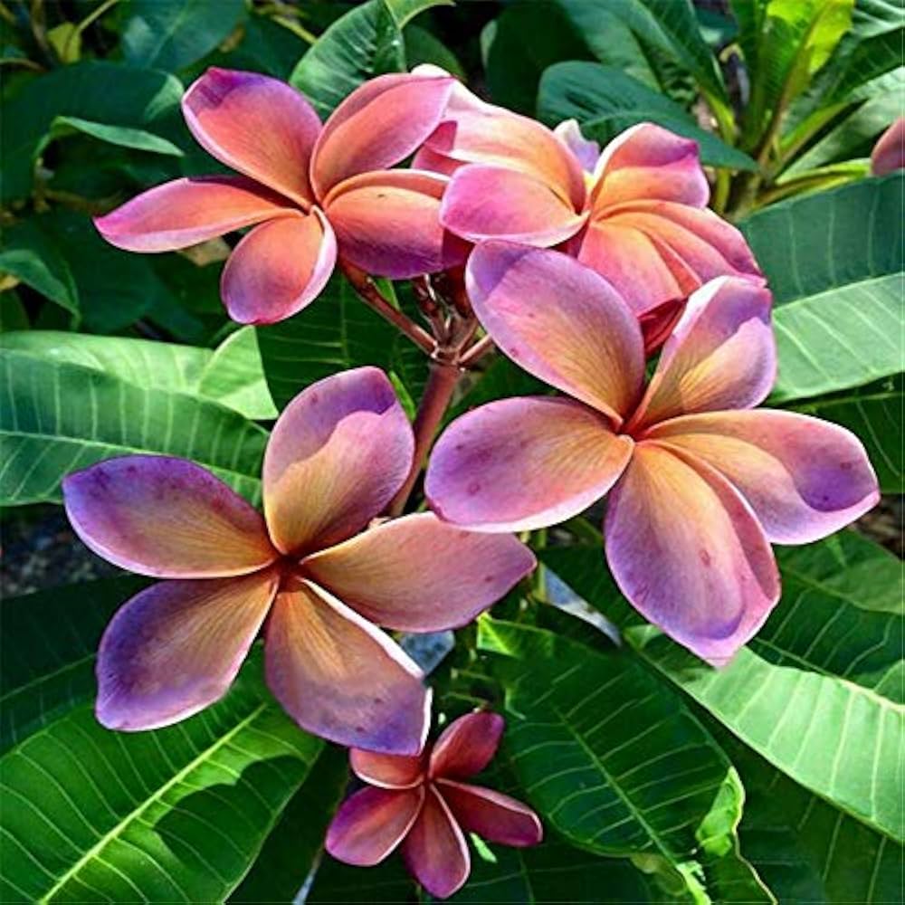 Frangipani Flower seeds blooming in flower beds, containers, borders, and pollinator-friendly gardens