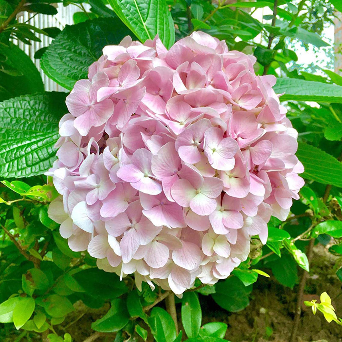 Light Pink Hydrangea Flower seeds blooming in flower beds, containers, borders, and pollinator-friendly gardens