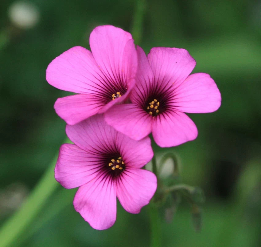 Pink Oxalis Laciniata Flower seeds blooming in flower beds, containers, borders, and pollinator-friendly gardens