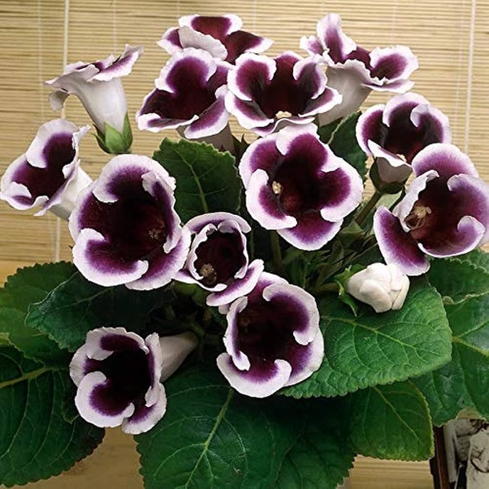 Gloxinia Flower seeds blooming in flower beds, containers, borders, and pollinator-friendly gardens