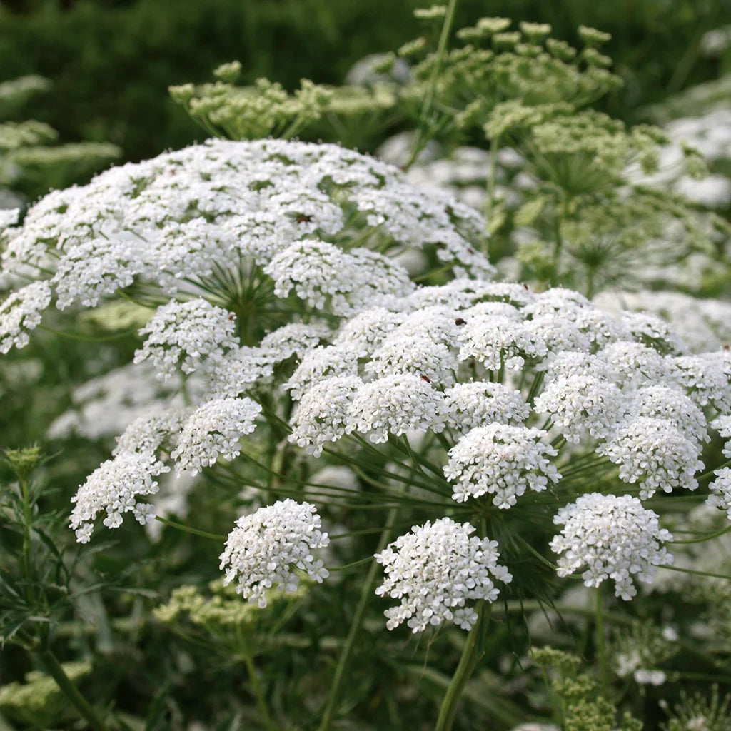 White Bishops Flower seeds for Planting - Vibrant Colors, Heirloom & GMO Free Seeds for Home Garden
Sale seeds for planting in home garden