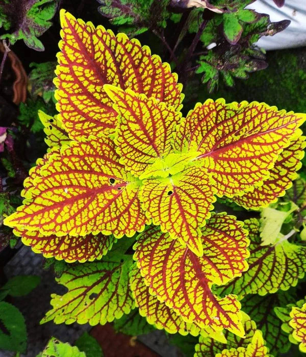 Yellow Red Coleus Flower seeds for Planting - Long Bloom Season, Heirloom & GMO Free Seeds for Home Garden
Sale seeds for home garden