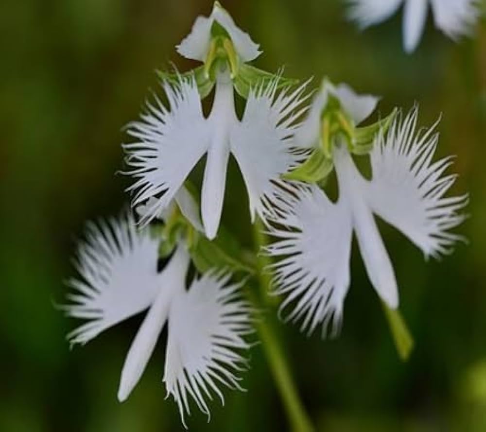 Heron Orchid Flower seeds blooming in flower beds, containers, borders, and pollinator-friendly gardens