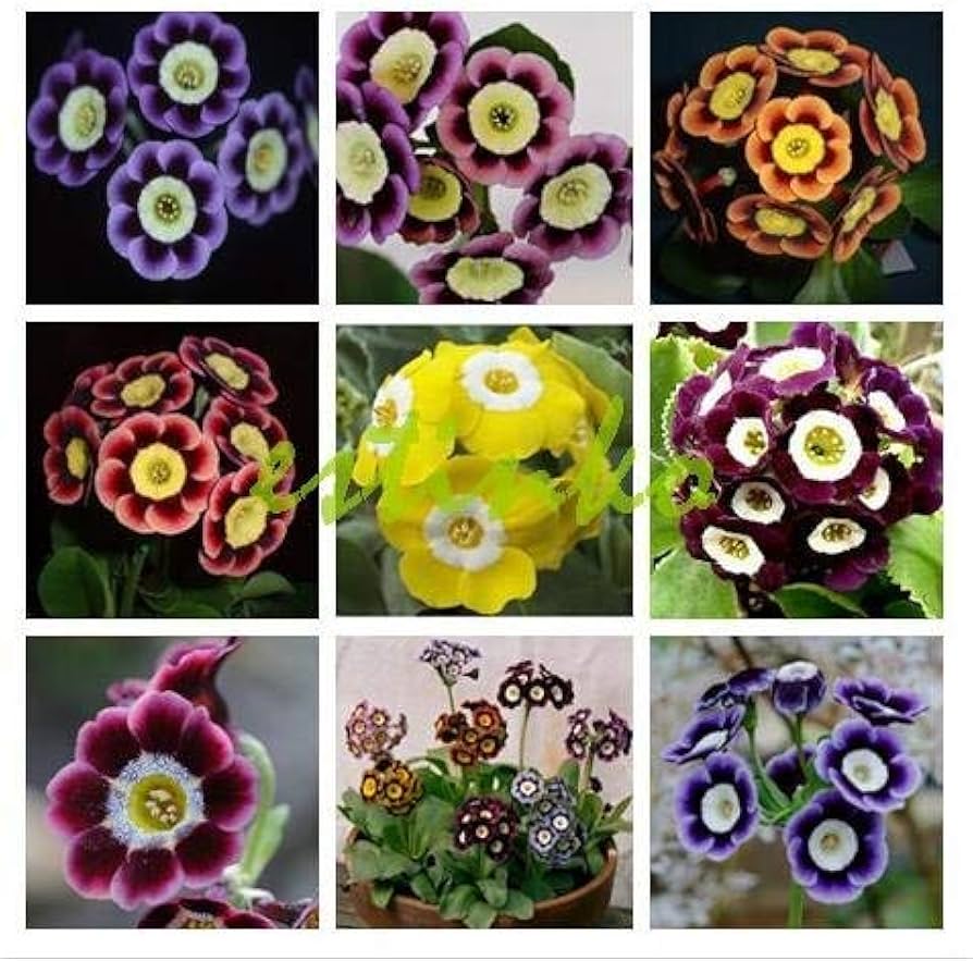 Mixed Auricula Flower seeds blooming in flower beds, containers, borders, and pollinator-friendly gardens