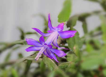 Violet Zygocactus Truncatus Flower seeds for Planting - Compact Growth, Heirloom & GMO Free Seeds for Home Garden
Sale seeds for planting in home garden