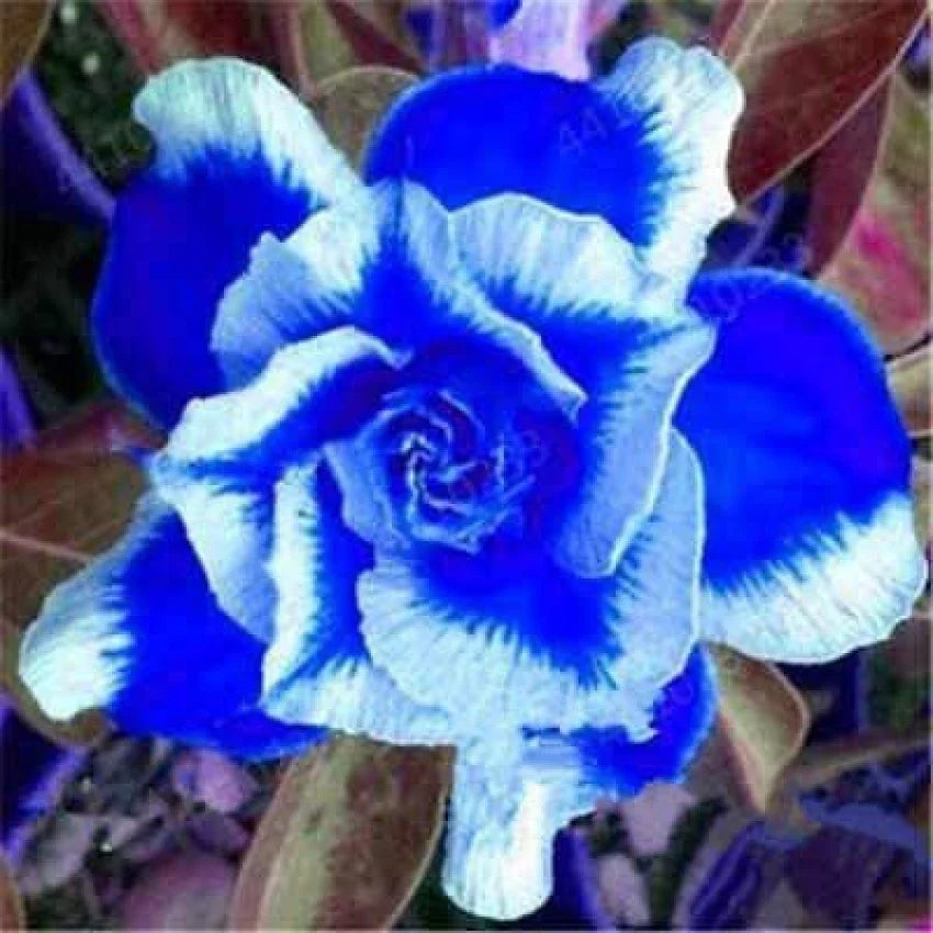 Blue White Adenium Flower seeds for Planting - Cottage Garden Essential, Heirloom & GMO Free Seeds for Home Garden
Sale seeds for planting in home garden