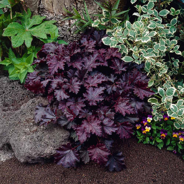 Purple Coral Bells Flower seeds blooming in flower beds, containers, borders, and pollinator-friendly gardens