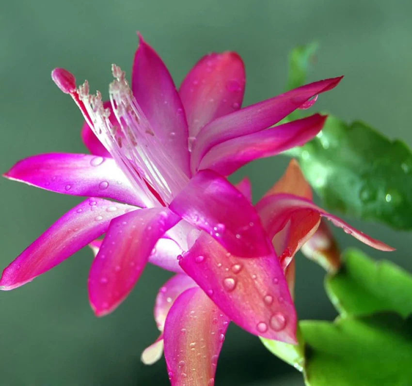 Purple Zygocactus Truncatus Flower seeds blooming in flower beds, containers, borders, and pollinator-friendly gardens