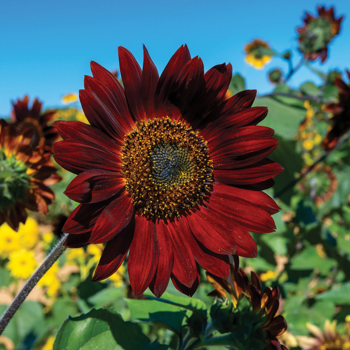 Maroon SunFlower seeds blooming in flower beds, containers, borders, and pollinator-friendly gardens