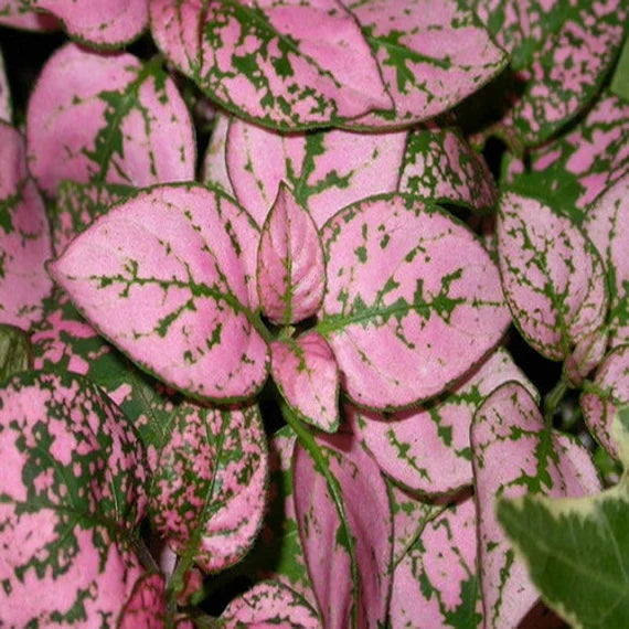 Pink Hypoestes Polka Flower seeds blooming in flower beds, containers, borders, and pollinator-friendly gardens