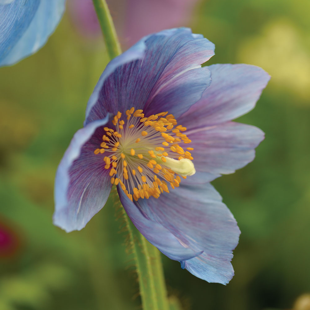 Lingholm Flower seeds blooming in flower beds, containers, borders, and pollinator-friendly gardens