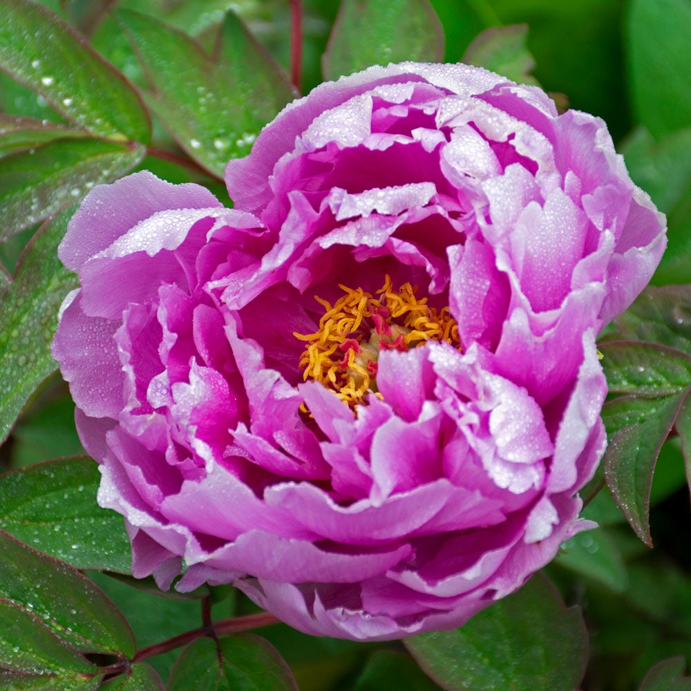 Purple Paeonia Suffruticosa Flower seeds blooming in flower beds, containers, borders, and pollinator-friendly gardens