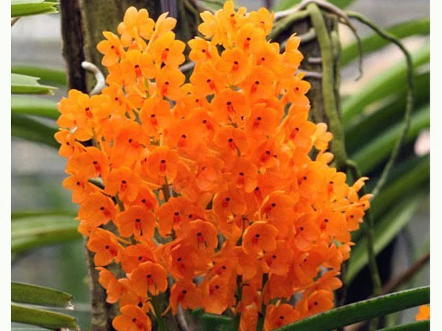 Light Yellow Ascocentrum Flower seeds blooming in flower beds, containers, borders, and pollinator-friendly gardens