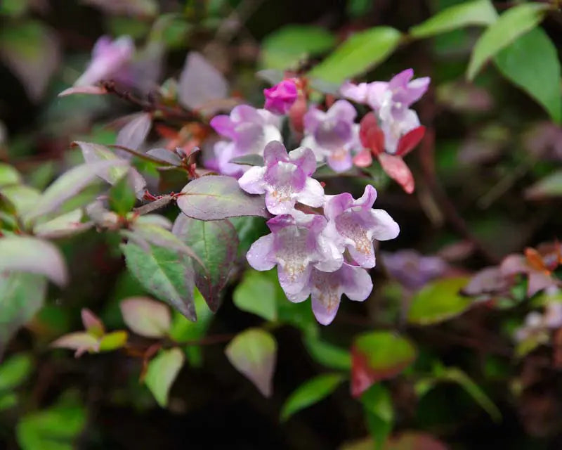 Lavender Abelia Flower seeds blooming in flower beds, containers, borders, and pollinator-friendly gardens