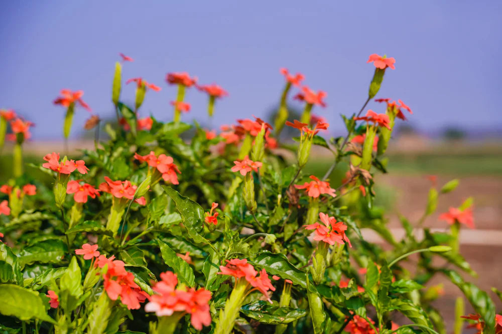 Crossandra Semi Flower seeds for Planting - Fragrant Blossoms, Heirloom & GMO Free Seeds for Home Garden
Sale seeds for planting in home garden