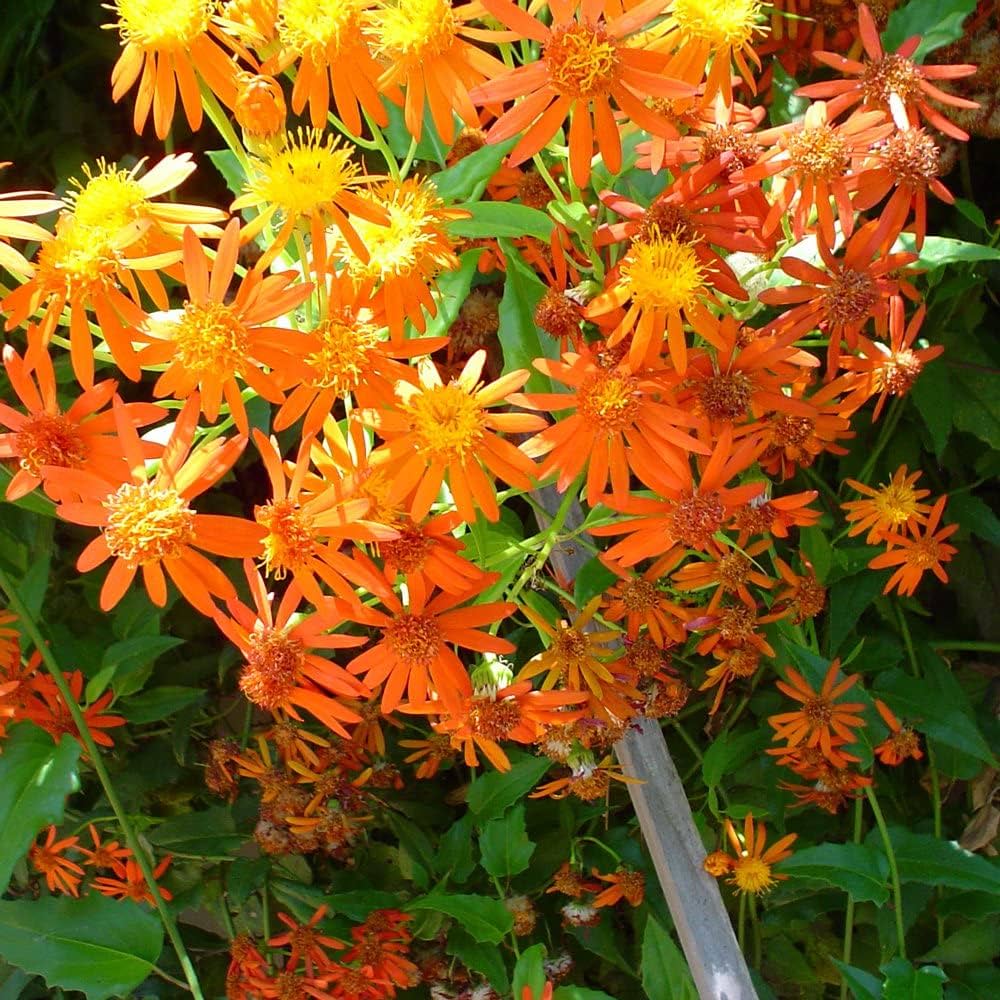 Confusus Mexico Flower seeds for Planting - Perfect for Borders, Heirloom & GMO Free Seeds for Home Garden
Sale seeds for home garden