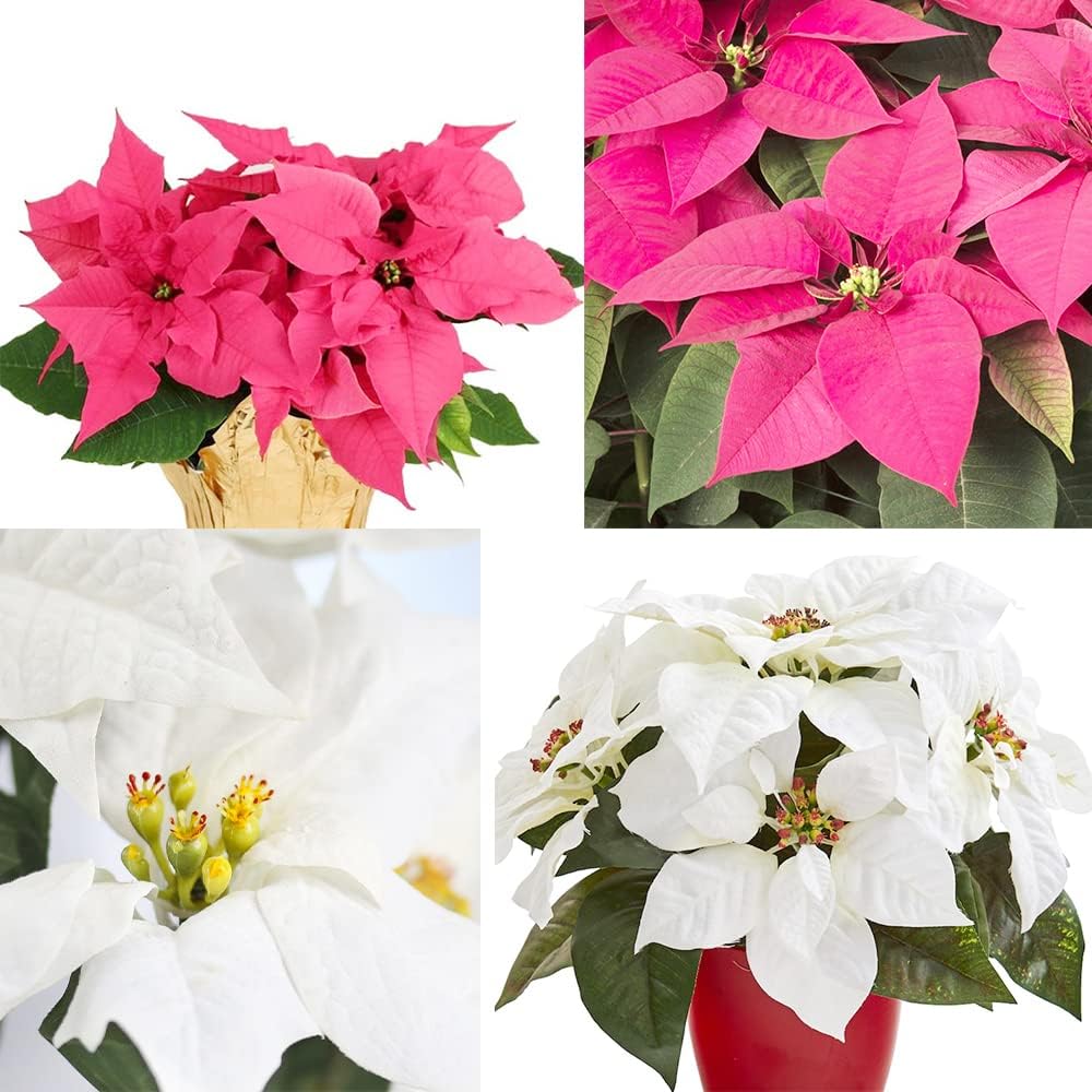 Mixed Poinsettia Flower seeds blooming in flower beds, containers, borders, and pollinator-friendly gardens