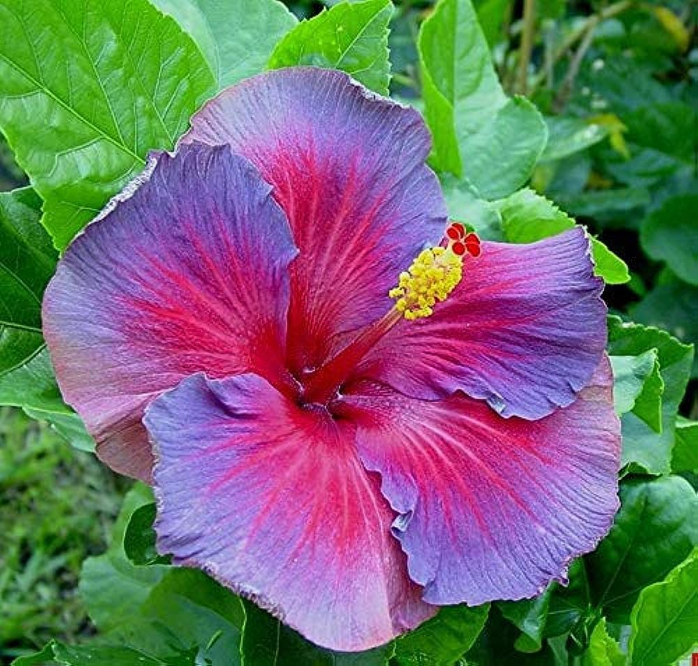 Hibiscus Purple Pink Flower seeds blooming in flower beds, containers, borders, and pollinator-friendly gardens