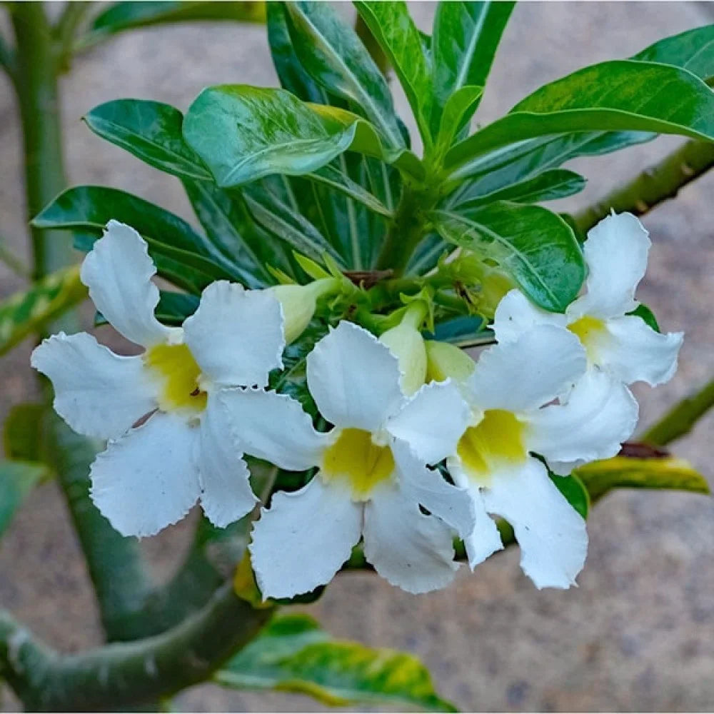 White Adenium Flower seeds for Planting - Colorful Display, Heirloom & GMO Free Seeds for Home Garden
Sale seeds for home garden
