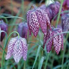 Fritillaria Flower seeds blooming in flower beds, containers, borders, and pollinator-friendly gardens