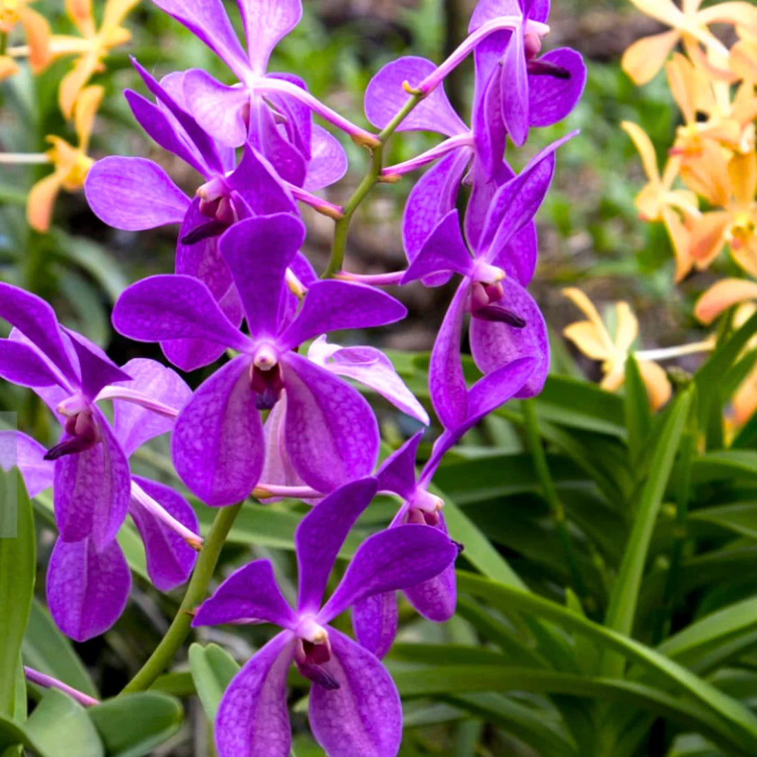 Purple Ascocentrum Flower seeds blooming in flower beds, containers, borders, and pollinator-friendly gardens