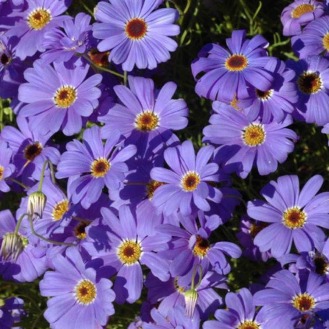 Purple Flower Pot Flower seeds blooming in flower beds, containers, borders, and pollinator-friendly gardens