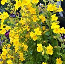 Yellow Mimulus Guttatus Flower seeds for Planting - Low Maintenance, Heirloom & GMO Free Seeds for Home Garden
Sale seeds for planting in home garden