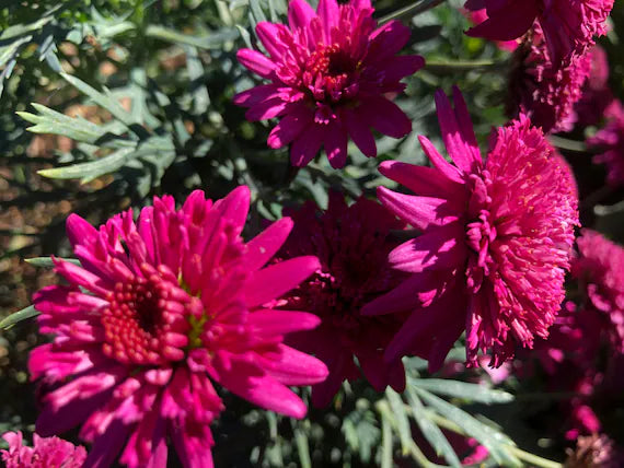Heirloom Pink Argyranthemum Flower seeds blooming in flower beds, containers, borders, and pollinator-friendly gardens