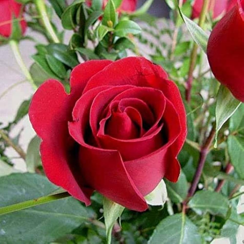 Full Red Rose Flower seeds blooming in flower beds, containers, borders, and pollinator-friendly gardens
