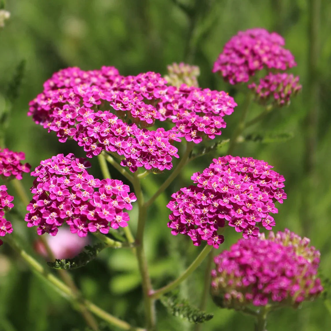 Pink Achillea Yarrow Flower seeds blooming in flower beds, containers, borders, and pollinator-friendly gardens