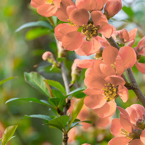 Orange Chaenomeles Flower seeds blooming in flower beds, containers, borders, and pollinator-friendly gardens
