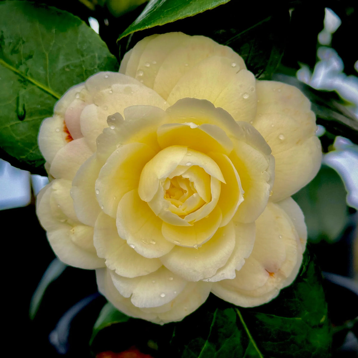Camellia Light Yellow Flower seeds for Planting - Cut Flower Favorite, Heirloom & GMO Free Seeds for Home Garden
Sale seeds for planting in home garden