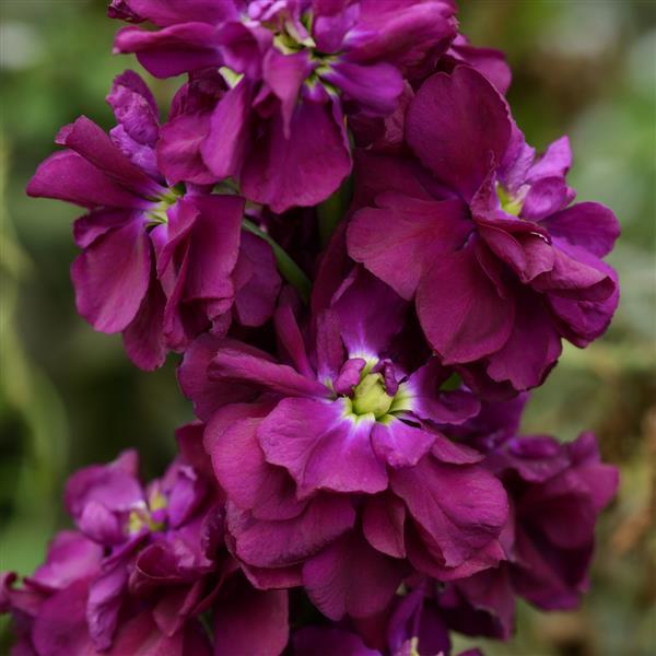 Purple Matthiola Flower seeds for Planting - Shade Tolerant, Heirloom & GMO Free Seeds for Home Garden
Sale seeds for planting in home garden