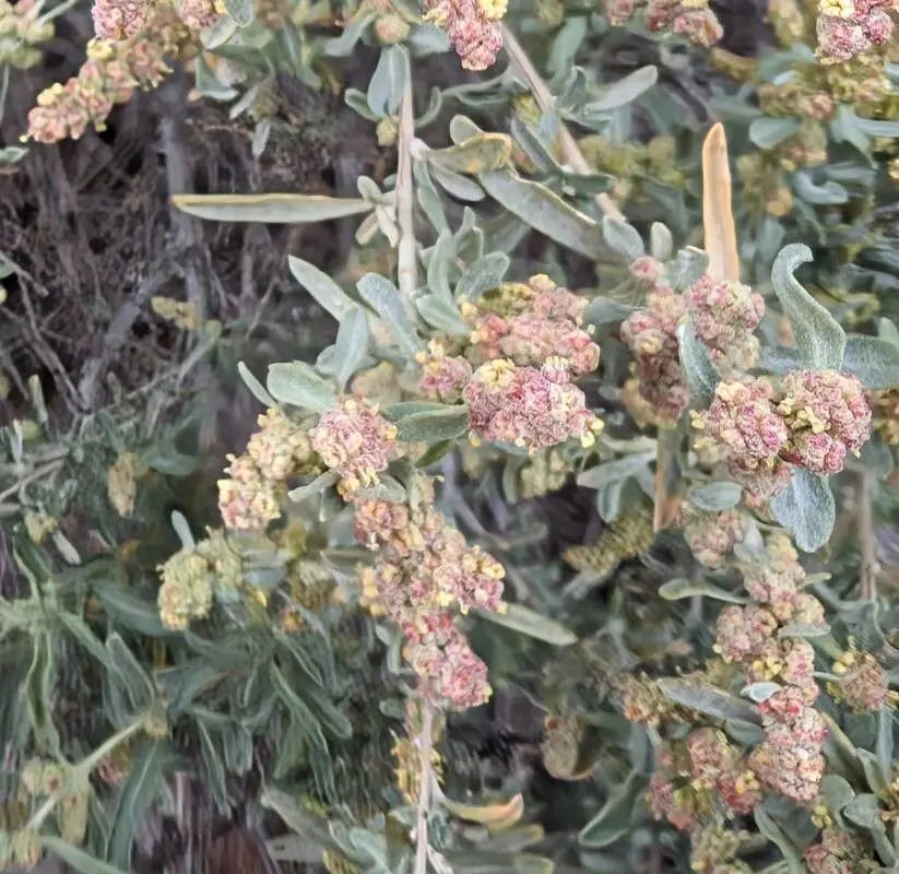 Atriplex Canescens Flower seeds for Planting - Vibrant Colors, Heirloom & GMO Free Seeds for Home Garden
Sale seeds for home garden