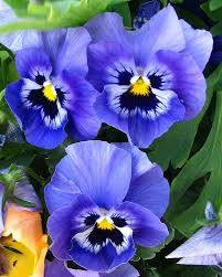 Pansy Blue Flower seeds blooming in flower beds, containers, borders, and pollinator-friendly gardens