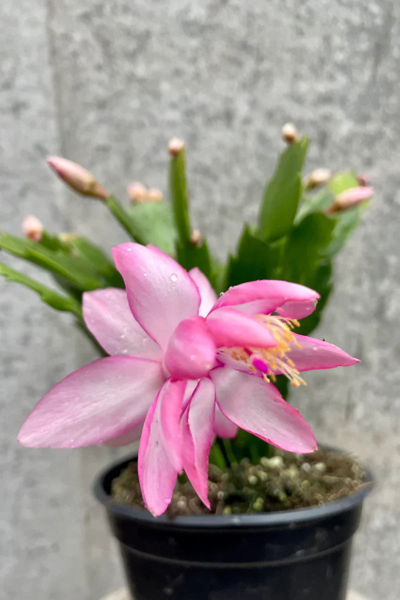 Pink Schlumbergera Flower seeds blooming in flower beds, containers, borders, and pollinator-friendly gardens