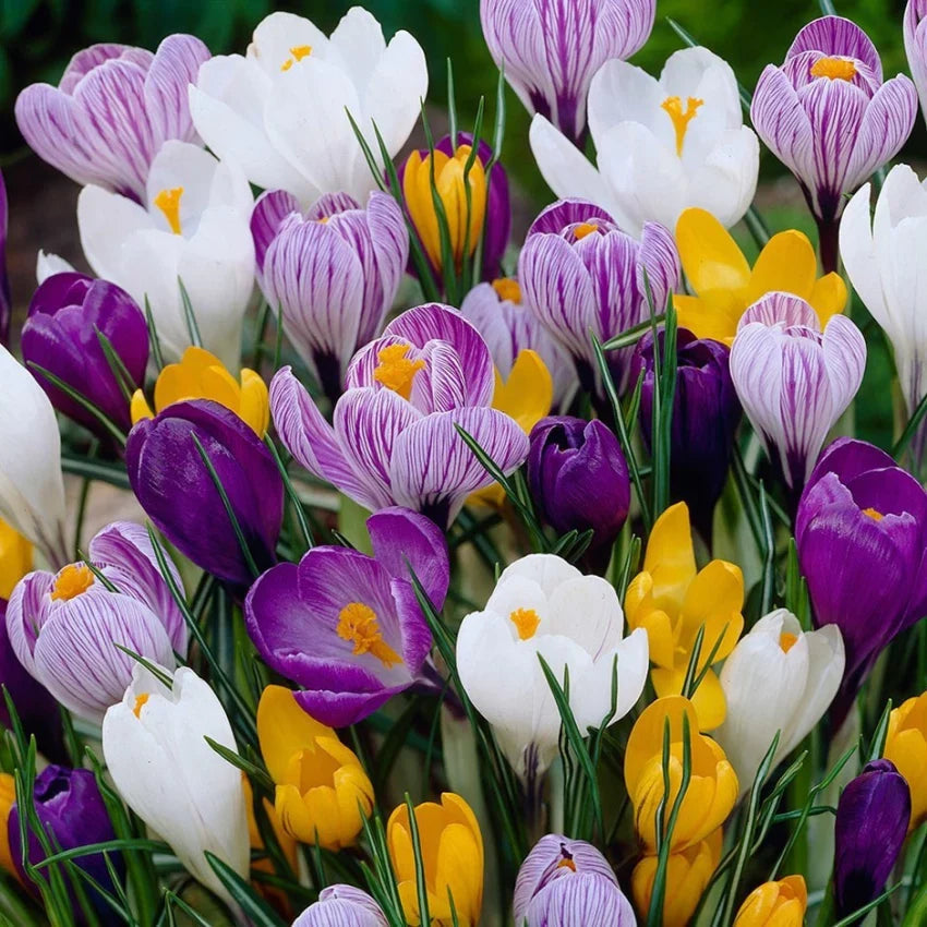 Mixed Colors Crocus Flower seeds blooming in flower beds, containers, borders, and pollinator-friendly gardens