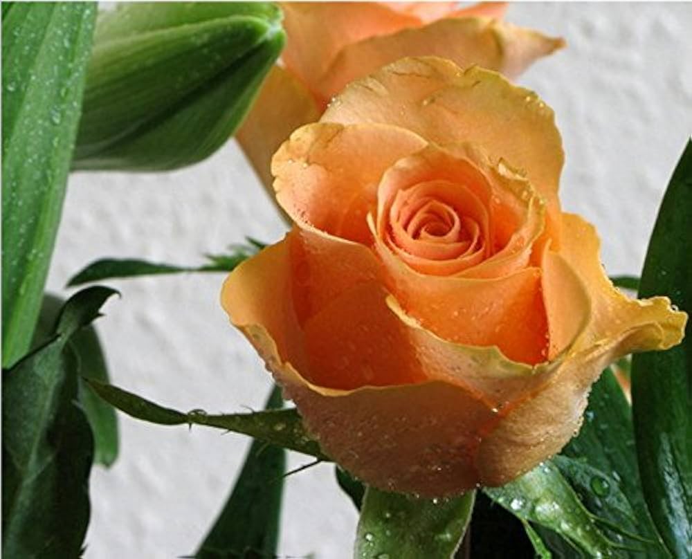 Light Orange Rose Flower seeds blooming in flower beds, containers, borders, and pollinator-friendly gardens