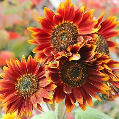 Orange Red SunFlower seeds blooming in flower beds, containers, borders, and pollinator-friendly gardens