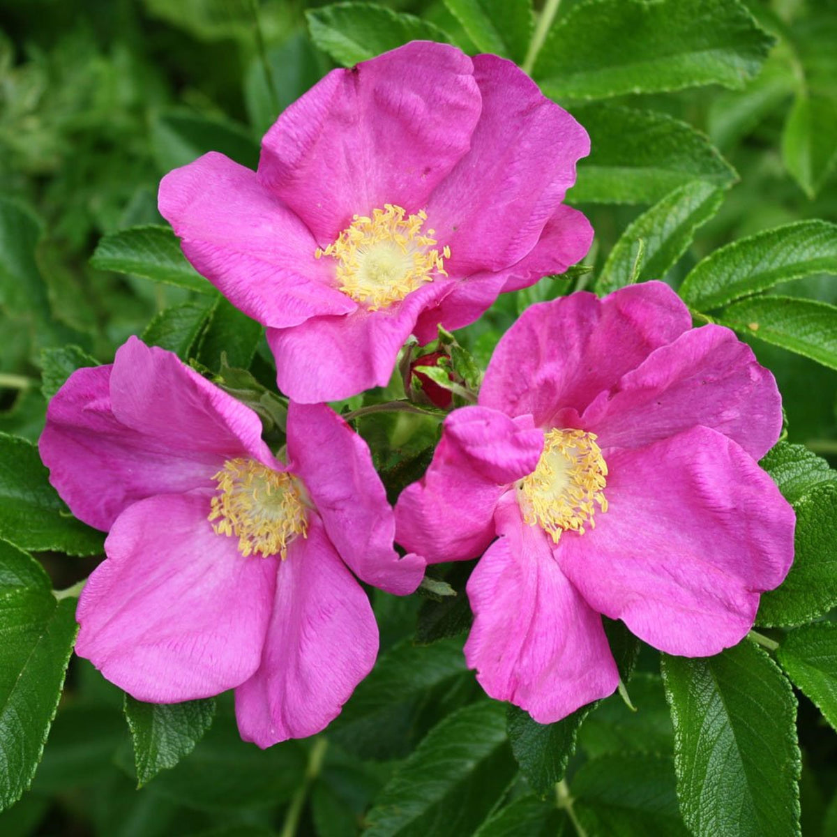 Rugosa Flower seeds for Planting Cottage Garden Essential Heirloom & GMO Free Seeds for Home Garden
Sale for planting in home garden