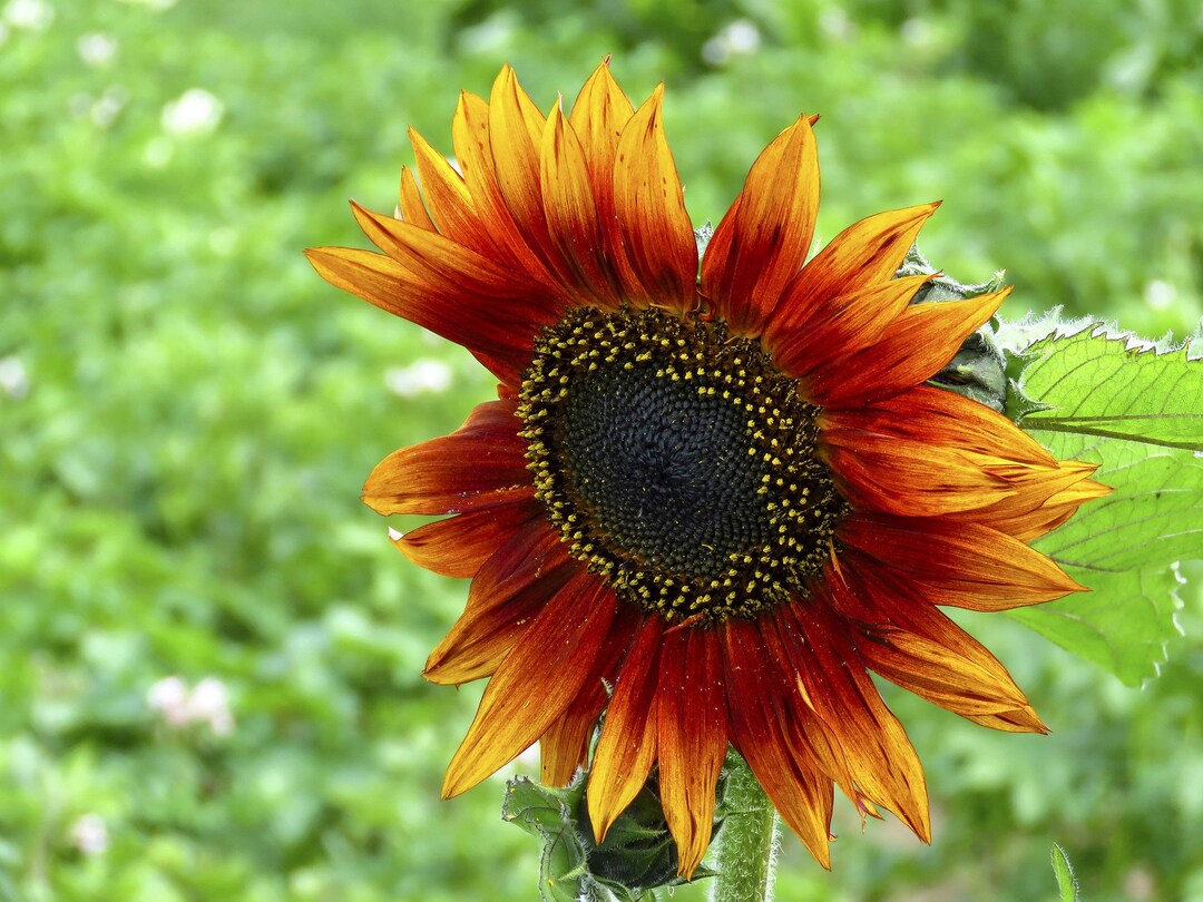 Yellow Red SunFlower seeds for Planting - Garden Favorite, Heirloom & GMO Free Seeds for Home Garden
Sale seeds for planting in home garden