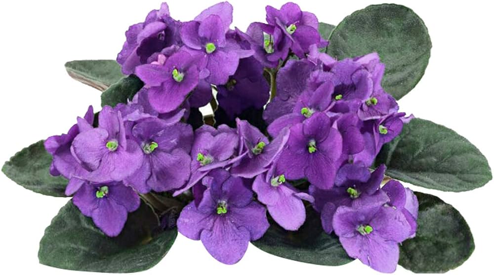 Purple White African Violet Flower seeds for Planting - Colorful Display, Heirloom & GMO Free Seeds for Home Garden
Sale seeds for planting in home garden