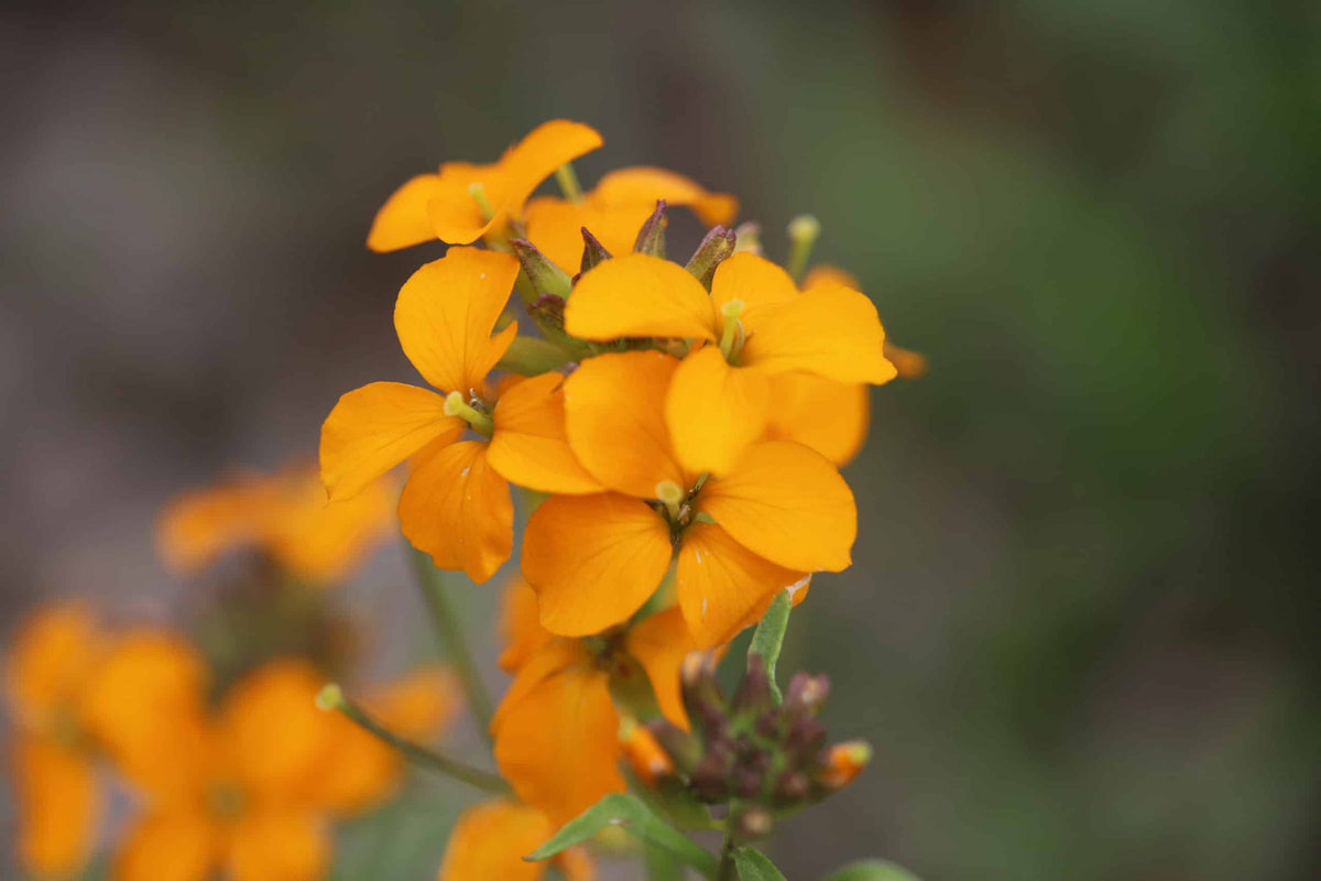 Orange Erysimum Aliionii Flower seeds blooming in flower beds, containers, borders, and pollinator-friendly gardens